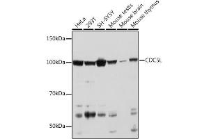 Western blot analysis of extracts of various cell lines, using CDC5L Rabbit mAb (ABIN7266232) at 1:1000 dilution. (CDC5L antibody)