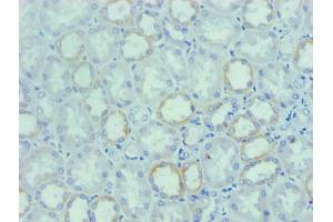 Immunohistochemical of paraffin-embedded human Kidney tissue using ABIN7162321 at dilution of 1:200 (Osteopontin antibody)