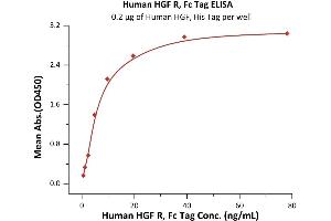 Immobilized Human HGF, His Tag (ABIN6973095) at 2 μg/mL (100 μL/well) can bind Human HGF R, Fc Tag (ABIN2180661,ABIN2180662) with a linear range of 0. (c-MET Protein (AA 25-932) (Fc Tag))