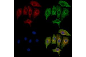 ABIN6263953 and ABIN6272735 staining HepG2 cells by IF/ICC. (LPAR4 antibody  (C-Term))