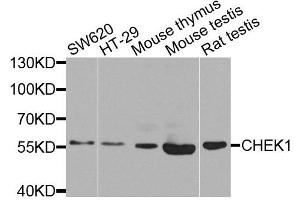 Western blot analysis of extracts of various cell lines, using CHEK1 antibody. (CHEK1 antibody)
