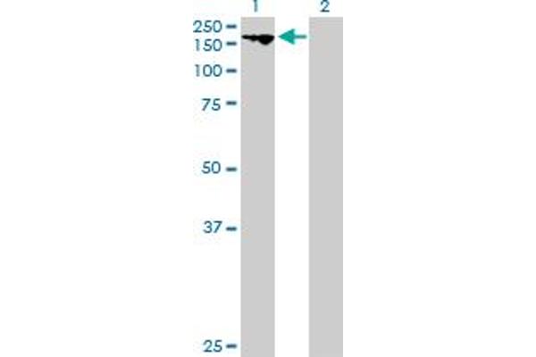 KIF16B antibody  (AA 1-1317)