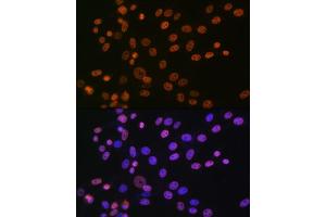 Immunofluorescence analysis of NIH-3T3 cells using hnRNP  Rabbit mAb (1564) at dilution of 1:100 (40x lens). (HNRNPA1 antibody)