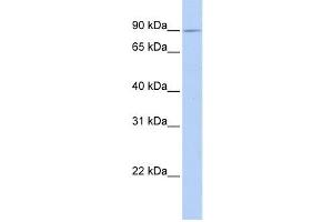 Western Blotting (WB) image for anti-Xylosyltransferase II (XYLT2) antibody (ABIN2459323) (XYLT2 antibody)