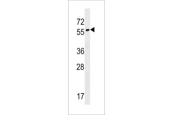 SYT17 antibody  (N-Term)