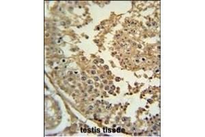 SYN3 Antibody (Center) (ABIN651941 and ABIN2840467) immunohistochemistry analysis in formalin fixed and paraffin embedded human testis tissue followed by peroxidase conjugation of the secondary antibody and DAB staining. (Synapsin III antibody  (AA 363-388))