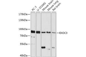Western blot analysis of extracts of various cell lines, using EXOC3 antibody (ABIN7267061) at 1:1000 dilution. (EXOC3 antibody  (AA 396-745))