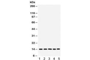 Western blot testing of 1) rat liver, 2) mouse liver, 3) human SMMC, 4) HepG2 and 5) RH35 lysate with FABP antibody. (FABP1 (liver) antibody)