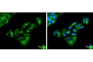 ICC/IF Image Apolipoprotein E antibody [C2C3], C-term detects Apolipoprotein E protein at cytoplasm by immunofluorescent analysis. (APOE antibody  (C-Term))