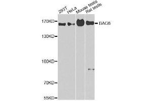 Western blot analysis of extracts of various cell lines, using BAG6 antibody. (BAT3 antibody  (AA 1-200))