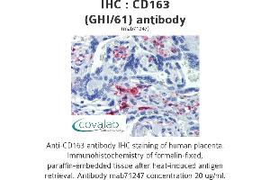 Image no. 2 for anti-CD163 (CD163) antibody (ABIN1721750) (CD163 antibody)