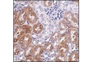 Immunohistochemistry of LIAR in mouse kidney tissue AP30506PU-N antibody at 2.
