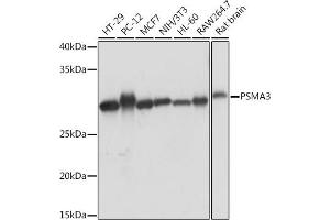 Western blot analysis of extracts of various cell lines, using PSM Rabbit mAb (ABIN7269600) at 1:1000 dilution. (PSMA3 antibody)