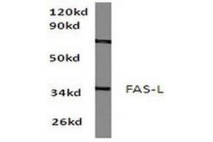 Image no. 1 for anti-Fas Ligand (TNF Superfamily, Member 6) (FASL) antibody (ABIN265415) (FASL antibody)