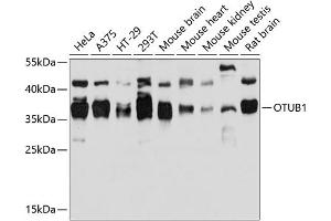 Western blot analysis of extracts of various cell lines, using OTUB1 antibody (ABIN6128400, ABIN6145086, ABIN6145088 and ABIN6215346) at 1:3000 dilution. (OTUB1 antibody  (AA 1-220))