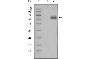 Western blot analysis using DKK1 mouse mAb against HEK293 (1) and DKK1-hIgGFc transfected HEK293 cell lysate (2).