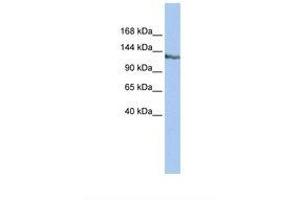 SMARCAD1 antibody  (AA 218-267)