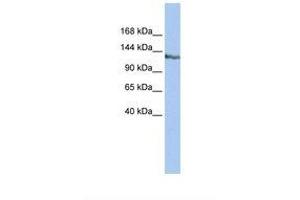 Image no. 1 for anti-SWI/SNF-Related, Matrix-Associated Actin-Dependent Regulator of Chromatin, Subfamily A, Containing DEAD/H Box 1 (SMARCAD1) (AA 218-267) antibody (ABIN6737754) (SMARCAD1 antibody  (AA 218-267))