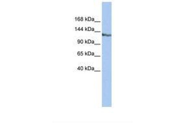 SMARCAD1 antibody  (AA 218-267)