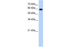 STIP1 antibody used at 1. (STIP1 antibody)