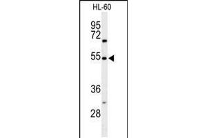 Western blot analysis of GRPR Antibody in HL-60 cell line lysates (35ug/lane)