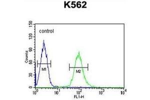 Flow cytometric analysis of K562 cells using KATNAL1 Antibody (N-term) Cat. (KATNAL1 antibody  (N-Term))