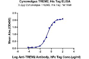 Immobilized Cynomolgus TREM2, His Tag at 2 μg/mL (100 μL/Well) on the plate. (TREM2 Protein (AA 19-174) (His tag))
