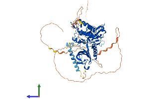 AlphaFold protein structure predicition of Human Recombinant DYRK1B Protein, UniprotID Q9Y463