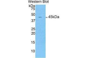 Western Blotting (WB) image for anti-Corticotropin Releasing Hormone (CRH) (AA 40-195) antibody (ABIN1173734) (CRH antibody  (AA 40-195))