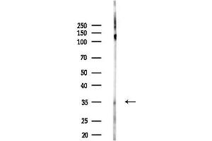 anti-Vomeronasal 1 Receptor 4 (VN1R4) (Internal Region) antibody