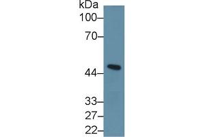 Western Blot; Sample: Mouse Cerebellum lysate; Primary Ab: 1µg/ml Rabbit Anti-Human INHbA Antibody Second Ab: 0.