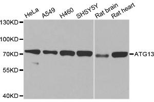 Western blot analysis of extracts of various cell lines, using ATG13 antibody (ABIN5970264) at 1/1000 dilution. (ATG13 antibody)