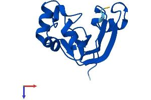 Supt4h1b (AA 1-117) protein (His tag)