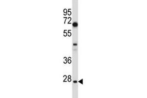 HES1 antibody western blot analysis in U251 lysate. (HES1 antibody  (AA 3-32))