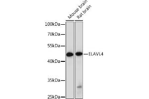 Western blot analysis of extracts of various cell lines, using EL Rabbit pAb (ABIN7266914) at 1:1000 dilution. (ELAVL4 antibody  (AA 1-366))