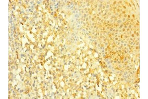 SLC4A7 antibody  (AA 240-400)