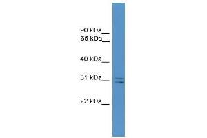 Western Blot showing SNAP29 antibody used at a concentration of 1-2 ug/ml to detect its target protein.