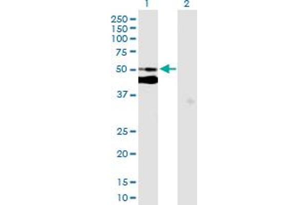 C7orf10 antibody  (AA 1-471)
