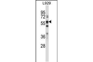 Western blot analysis in L929 cell line lysates (35ug/lane). (BIN1 antibody  (AA 360-389))