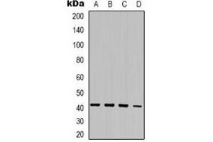 Western blot analysis of MRG15 expression in K562 (A), Jurkat (B), mouse kidney (C), mouse brain (D) whole cell lysates. (MORF4L1 antibody)