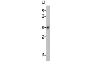 Western Blotting (WB) image for anti-Annexin A8 (ANXA8) antibody (ABIN2427757) (Annexin VIII antibody)