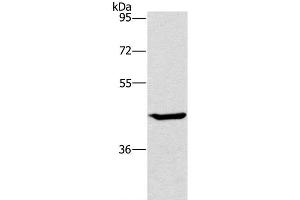 Western Blot analysis of HT-29 cell using GCK Polyclonal Antibody at dilution of 1:450 (GCK antibody)