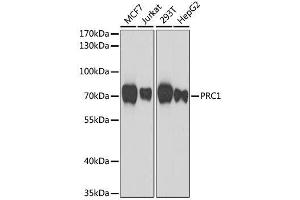 Western blot analysis of extracts of various cell lines, using PRC1 antibody. (PRC1 antibody  (AA 351-620))