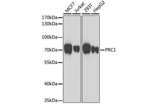 PRC1 anticorps  (AA 351-620)