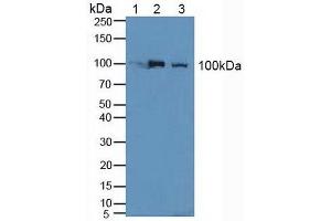 Figure. (Nucleolin antibody  (AA 388-569))