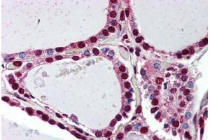 Anti-PROKR2 antibody  ABIN1049246 IHC staining of human thyroid. (Prokineticin Receptor 2 antibody  (N-Term))