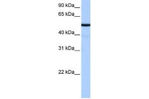 WB Suggested Anti-BTNL8 Antibody Titration:  0. (BTNL8 antibody  (N-Term))