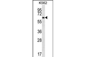 ZN Antibody (C-term) (ABIN656660 and ABIN2845901) western blot analysis in K562 cell line lysates (35 μg/lane). (ZNF623 antibody  (C-Term))