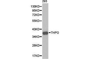Western Blotting (WB) image for anti-Thrombopoietin (THPO) antibody (ABIN1875091) (Thrombopoietin antibody)