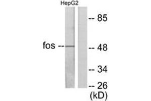 Western blot analysis of extracts from HepG2 cells, using Fos Antibody. (c-FOS antibody  (AA 1-50))